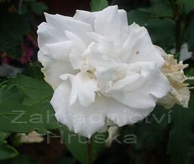 ibišek - Hibiscus syriacus 'Admiral Dewey'