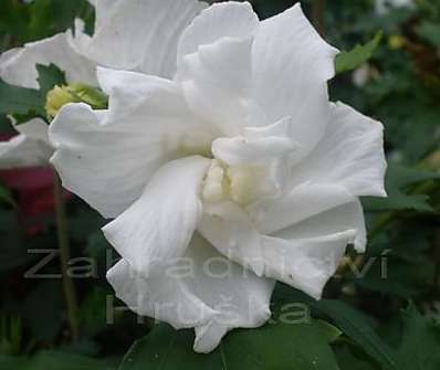ibišek - Hibiscus syriacus 'Admiral Dewey'