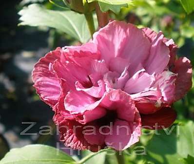 ibišek - Hibiscus syriacus 'Duc de Brabant'