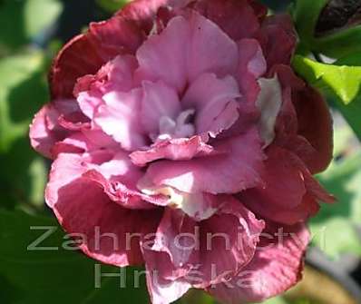 ibišek - Hibiscus syriacus 'Duc de Brabant'