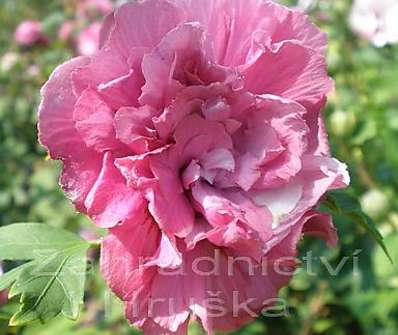 ibišek - Hibiscus syriacus 'Duc de Brabant'