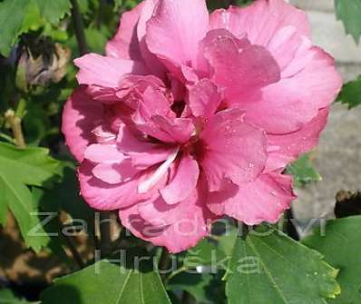 ibišek - Hibiscus syriacus 'Duc de Brabant'