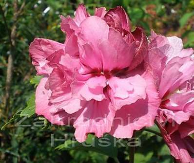 ibišek - Hibiscus syriacus 'Duc de Brabant'