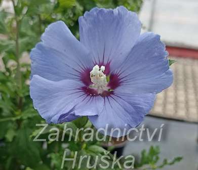 ibišek - Hibiscus syriacus 'Marina'