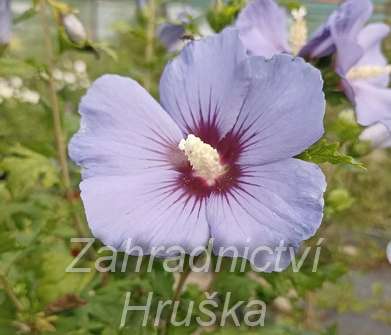 ibišek - Hibiscus syriacus 'Marina'