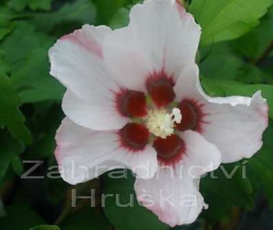 ibišek - Hibiscus syriacus 'Mathilde'