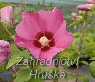ibišek - Hibiscus syriacus 'Woodbridge'