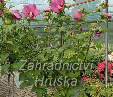 ibišek - Hibiscus syriacus 'Woodbridge'
