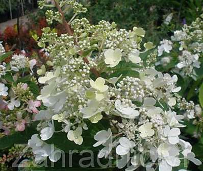 hortenzie - Hydrangea paniculata 'Pinky Winky'.