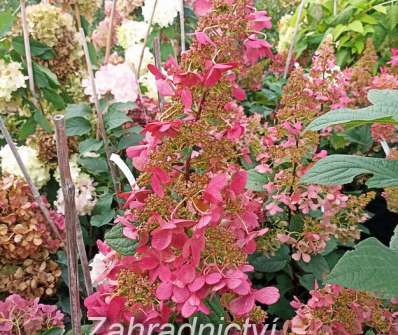 hortenzie - Hydrangea paniculata 'Pinky Winky'.