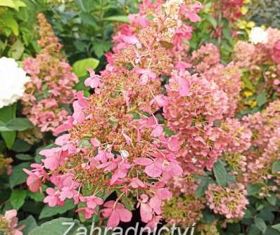 hortenzie - Hydrangea paniculata 'Pinky Winky'.