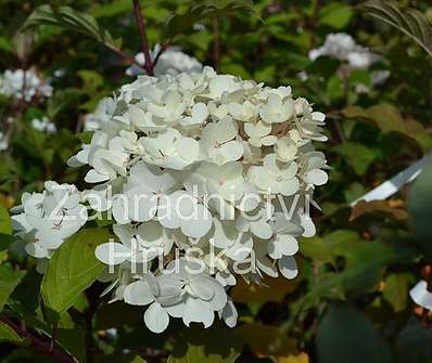 hortenzie - Hydrangea paniculata 'Vanille Fraise'