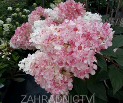 hortenzie - Hydrangea paniculata 'Vanille Fraise'