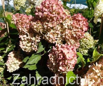 hortenzie - Hydrangea paniculata 'Vanille Fraise'