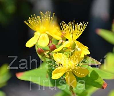 třezalka - Hypericum inodorum