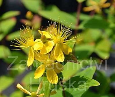 třezalka - Hypericum inodorum
