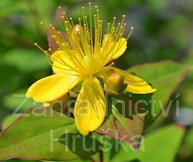 třezalka - Hypericum inodorum