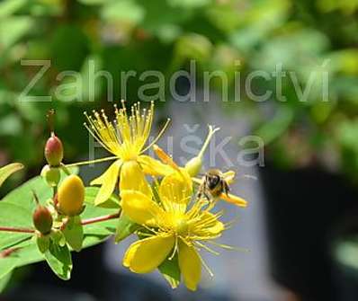 třezalka - Hypericum inodorum