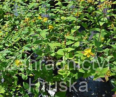 třezalka - Hypericum inodorum