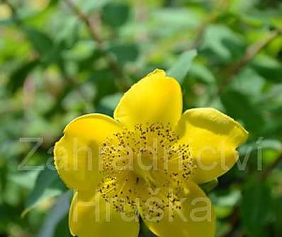 třezalka - Hypericum moserianum