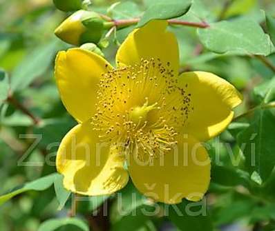 třezalka - Hypericum moserianum