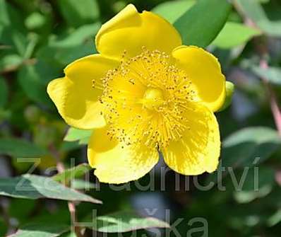 třezalka - Hypericum moserianum