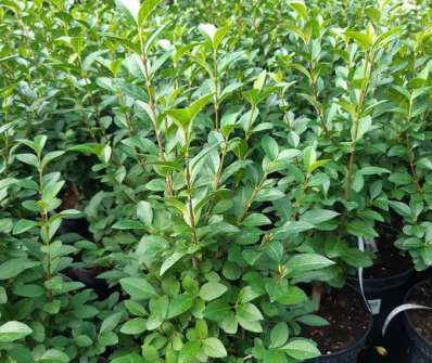 ptačí zob - Ligustrum ovalifolium