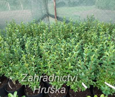 ptačí zob - Ligustrum ovalifolium