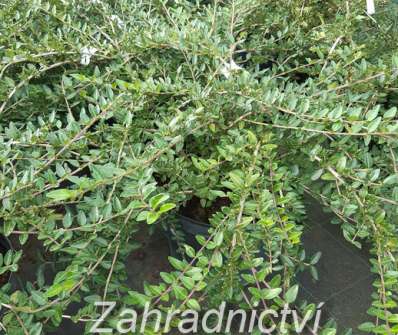 zimolez - Lonicera pileata 'Mossgreen'