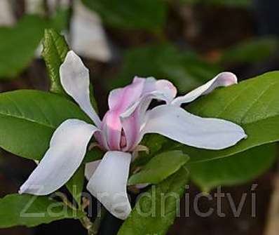šácholan - Magnolia stellata 'Royal Star'