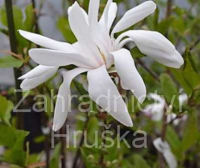 šácholan - Magnolia stellata 'Royal Star'