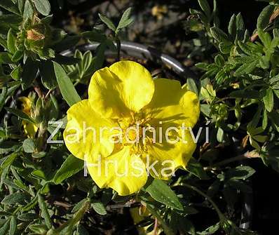 mochna - Potentilla fruticosa 'Goldteppich'