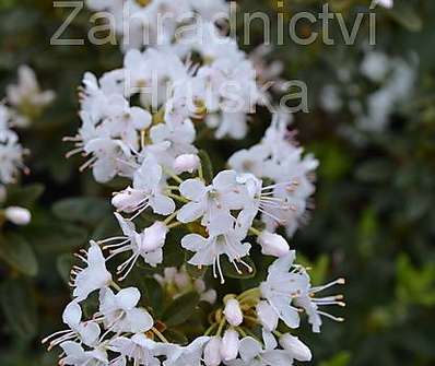 Rhododendron impeditum