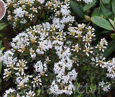 Rhododendron impeditum