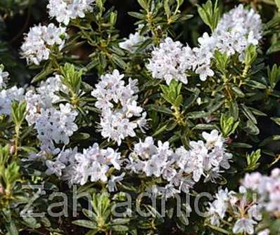 Rhododendron impeditum