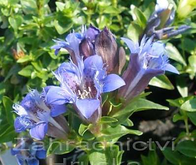 Gentiana septemfida