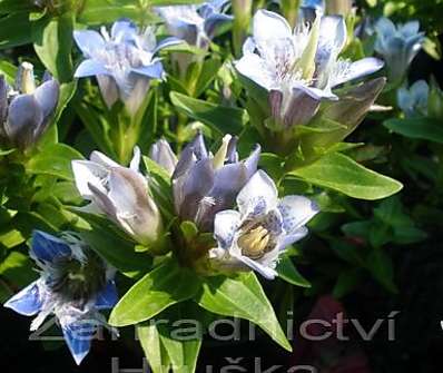 Gentiana septemfida