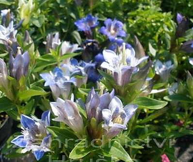 Gentiana septemfida