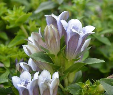 Gentiana septemfida