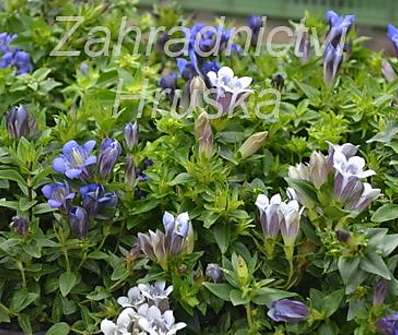 Gentiana septemfida