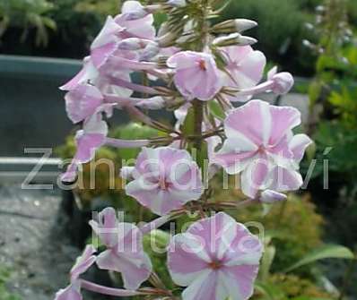 Phlox maculata Natascha
