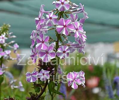 Phlox maculata Natascha