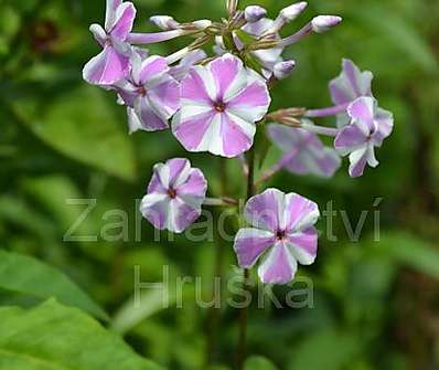 Phlox maculata Natascha