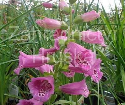 Digitalis Virtuoso Red