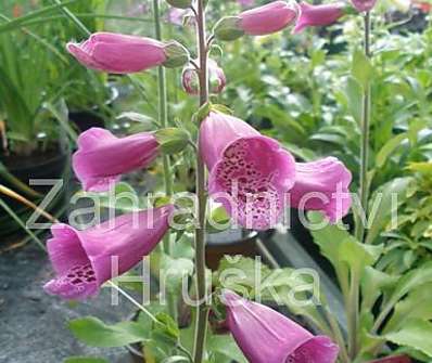 Digitalis Virtuoso Red