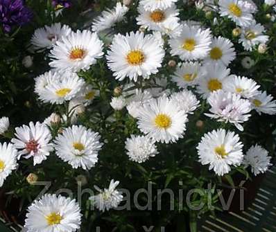 Aster novii-belgii Magic White