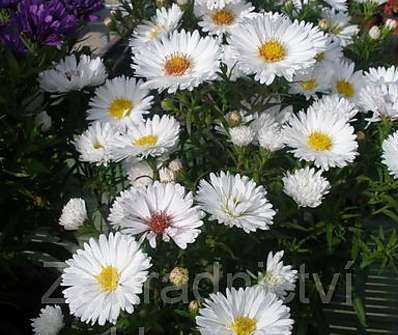 Aster novii-belgii Magic White