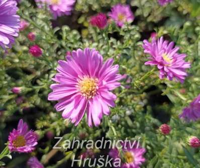 Aster novii-belgii Magic Pink