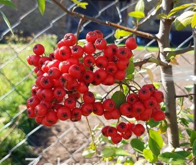 hlohyně - Pyracantha coccinea 'Red Column'