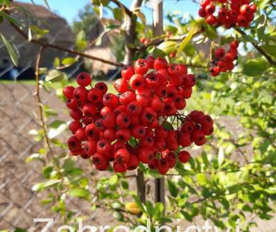 hlohyně - Pyracantha coccinea 'Red Column'